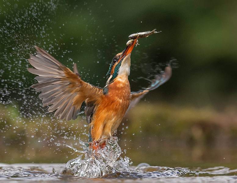Double Catch_Stephen Harper.jpg